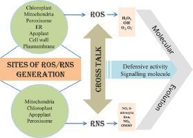 Reactive Oxygen Species (ROS) and Reactive Nitrogen Species (RNS) in plants– maintenance of structural individuality and functional blend