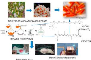 Preparation and evaluation of wound healing activity of phytosomes of crocetin from Nyctanthes arbor-tristis in rats