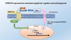 GPR110, a receptor for synaptamide, expressed in osteoclasts negatively regulates osteoclastogenesis