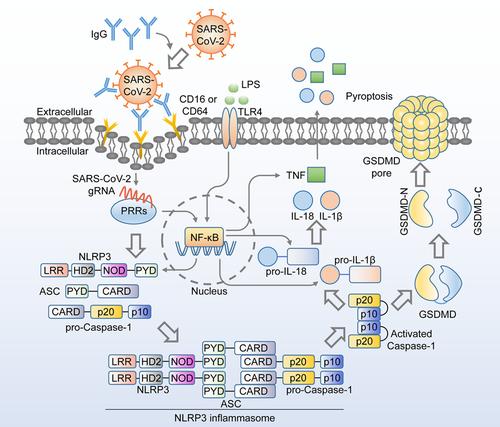 Opsonizing antibodies mediated SARS-CoV-2 entry into monocytes leads to inflammation