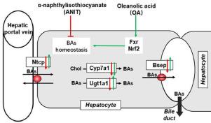 Oleanolic acid alleviates ANIT-induced cholestatic liver injury by activating Fxr and Nrf2 pathways to ameliorate disordered bile acids homeostasis