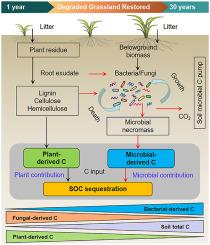 Increasing contribution of microbial residues to soil organic carbon in grassland restoration chronosequence