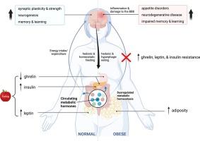 Metabolic hormones mediate cognition