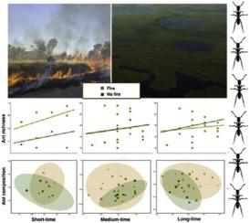 Fire and flood: How the Pantanal ant communities respond to multiple disturbances?