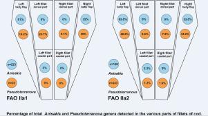 Distribution of anisakid nematodes in the muscle tissue of cod (Gadus morhua) from the Norwegian Sea