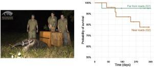 Assessing the impact of roadkill on the persistence of wildlife populations: A case study on the giant anteater