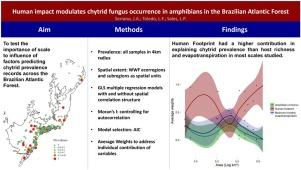 Human impact modulates chytrid fungus occurrence in amphibians in the Brazilian Atlantic Forest