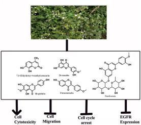 Root extract of Plumbago zeylanica L. induces cytotoxicity, inhibits cell migration and induces S-phase cell cycle arrest through down regulation of EGFR in HeLa cervical cancer cells