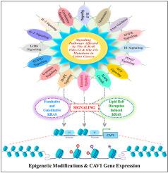 Comprehensive bioinformatic analyses of KRAS mutations and deciphering chromatin modification landscape of Caveolin-1 gene by lipid raft destabilization induced modulation of RAS-MAPK axis in colon cancer