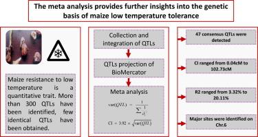 A meta-analysis of low temperature tolerance QTL in maize