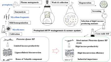 Improved laccase production in Pleurotus djamor RP by atmospheric and room temperature plasma (ARTP) mutagenesis