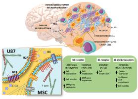 Glioblastoma cell invasiveness and epithelial-to-mesenchymal transitioning are modulated by kinin receptors