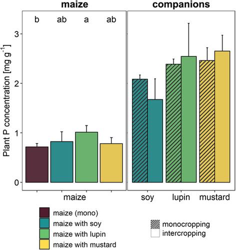 Lupin causes maize to increase organic acid exudation and phosphorus concentration in intercropping