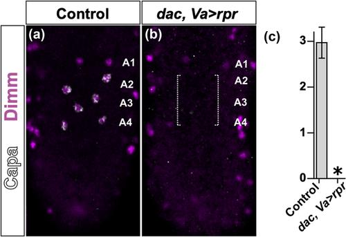 Dachshund acts with Abdominal-B to trigger programmed cell death in the Drosophila central nervous system at the frontiers of Abd-B expression