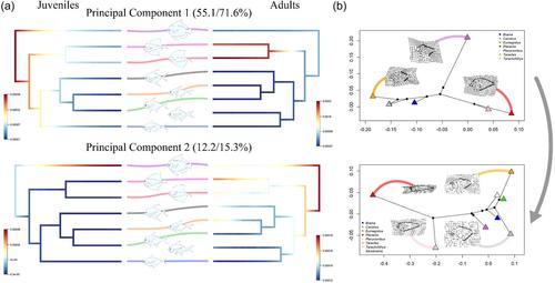 Breaking constraints: The development and evolution of extreme fin morphology in the Bramidae