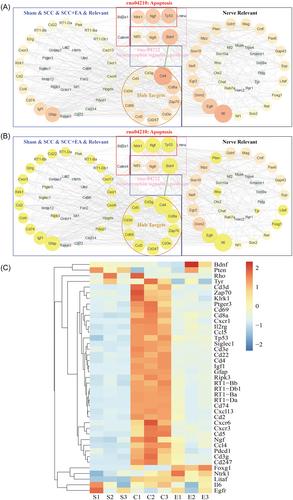 Electroacupuncture promotes nerve regeneration and functional recovery in rats with spinal cord contusion through the coordinate interaction of CD4 and BDNF