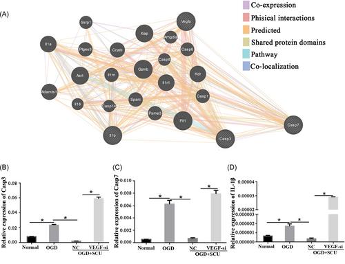 Scutellarin protects cortical neurons against neonatal hypoxic-ischemic encephalopathy injury via upregulation of vascular endothelial growth factor