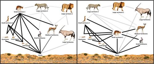 Middle-out ecology: small carnivores as sentinels of global change