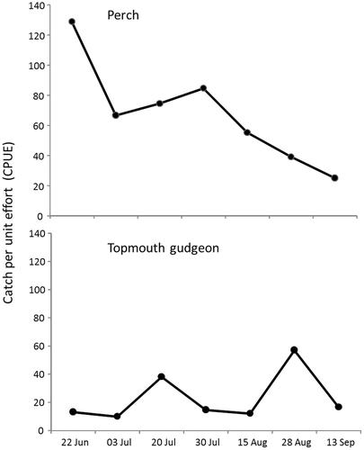 Does behaviour contribute to the previously documented invasive success of topmouth gudgeon?