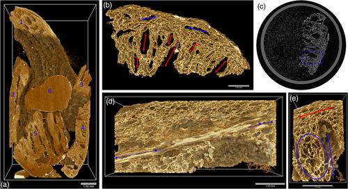 MicroCT scanning and direct AMS dating of charred sweet potato (Ipomoea batatas) fragments from Nombe rockshelter in the highlands of Papua New Guinea