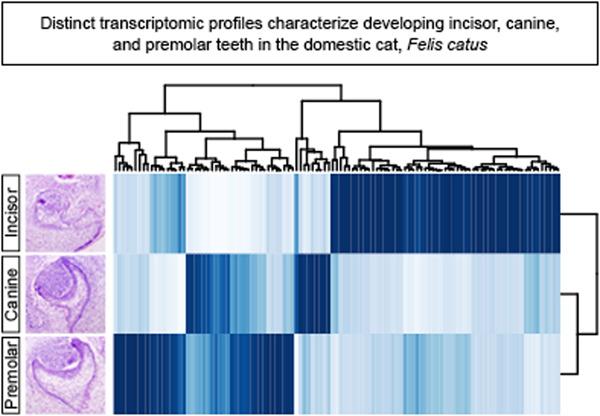 Domestic cat embryos reveal unique transcriptomes of developing incisor, canine, and premolar teeth