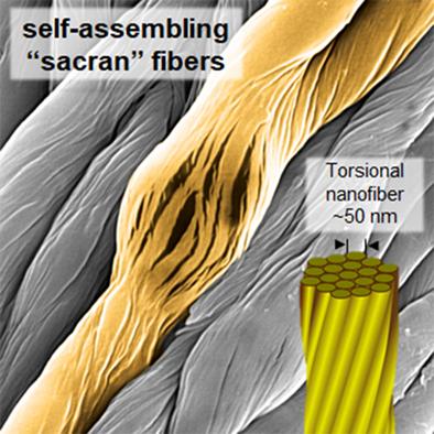 Cyanobacterial supra-polysaccharide: Self-similar hierarchy, diverse morphology, and application prospects of sacran fibers