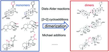 Biogenetic and biomimetic synthesis of natural bisditerpenoids: hypothesis and practices†