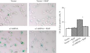 The Integrin α3β1 Signaling in the Regulation of the SK-Mel-147 Melanoma Cell Senescence