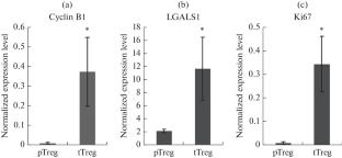 Increased Suppressor Activity of Ex Vivo Transformed Regulatory T Cells in Comparison with Unstimulated Cells of the Same Donor