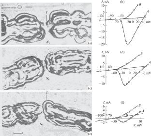 Physiology of Ranvier Nodes in Living Myelinated Nerve Fibers