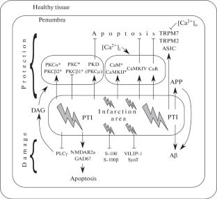 Disruption of Calcium Homeostasis and Following Changes in Calcium Signaling in Neurons and Glial Cells in Response to Photodynamic Treatment