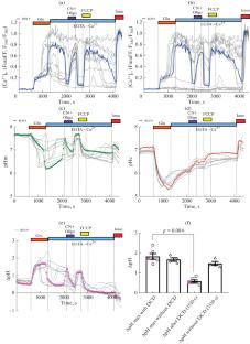 pH Changes in the Mitochondrial Matrix and Cytosol under Glutamate Deregulation of Ca2+ Homeostasis in Cultured Rat Hippocampal Neurons