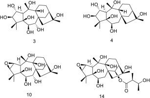 Analgesic grayanoids from Craibiodendron henryi