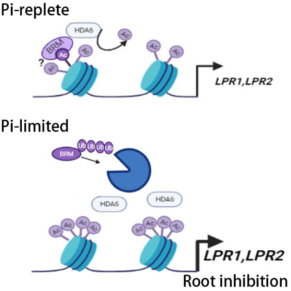 The chromatin remodeler BRAHMA recruits HISTONE DEACETYLASE6 to regulate root growth inhibition in response to phosphate starvation in Arabidopsis