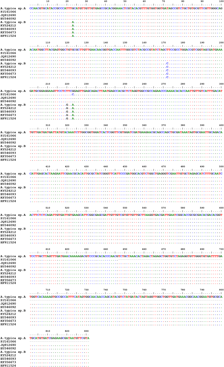 Anisakid nematodes in Trichiurus lepturus and Saurida undosquamis (Teleostea) from the South-West Indian Ocean: Genetic evidence for the existence of sister species within Anisakis typica (s.l.), and food-safety considerations