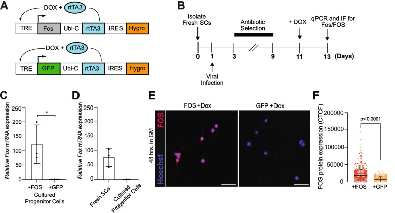 Prolonged FOS activity disrupts a global myogenic transcriptional program by altering 3D chromatin architecture in primary muscle progenitor cells.