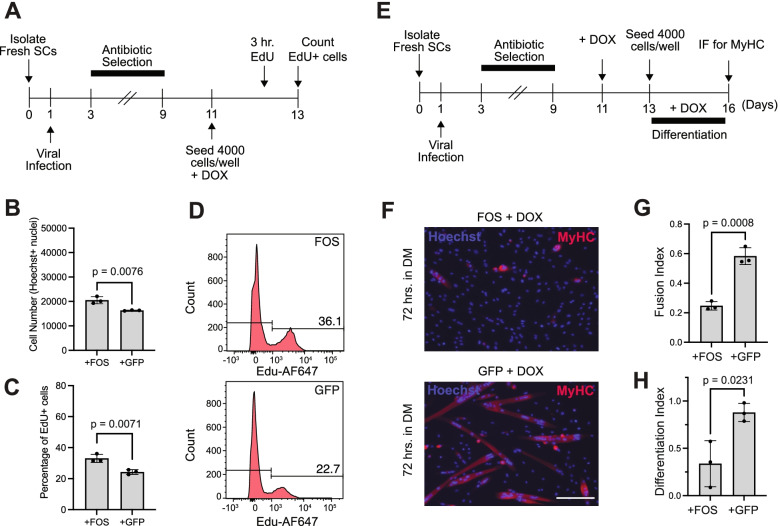 Prolonged FOS activity disrupts a global myogenic transcriptional program by altering 3D chromatin architecture in primary muscle progenitor cells.