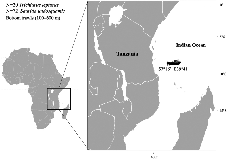 Anisakid nematodes in Trichiurus lepturus and Saurida undosquamis (Teleostea) from the South-West Indian Ocean: Genetic evidence for the existence of sister species within Anisakis typica (s.l.), and food-safety considerations