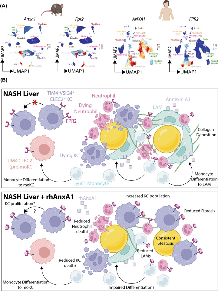 Modulating hepatic macrophages with annexin A1 in non-alcoholic steatohepatitis.