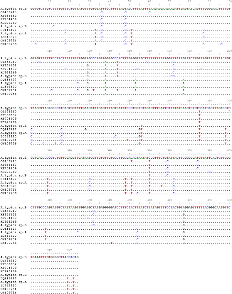 Anisakid nematodes in Trichiurus lepturus and Saurida undosquamis (Teleostea) from the South-West Indian Ocean: Genetic evidence for the existence of sister species within Anisakis typica (s.l.), and food-safety considerations