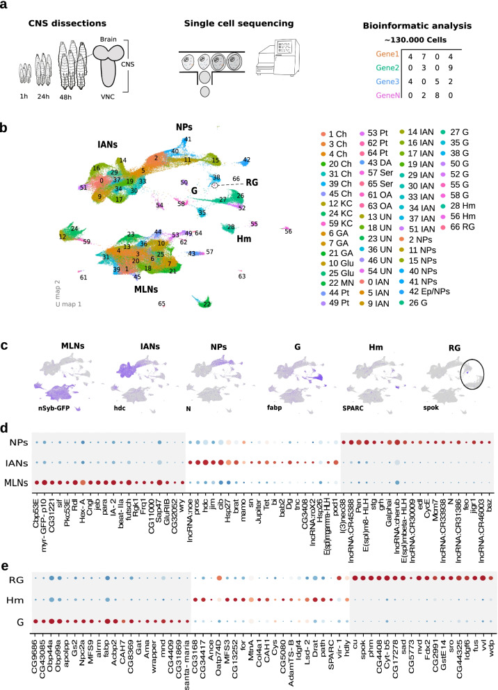 A single-cell transcriptomic atlas of complete insect nervous systems across multiple life stages.