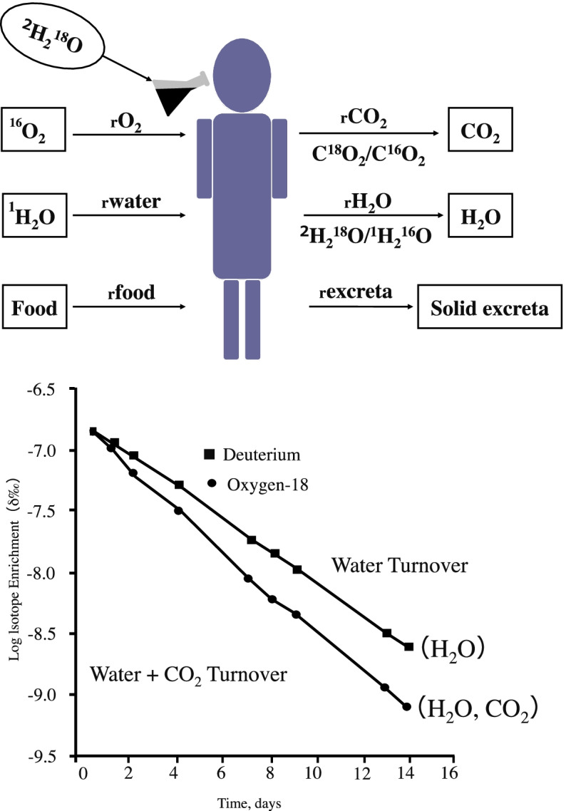 Determining total energy expenditure in 3-6-year-old Japanese pre-school children using the doubly labeled water method.