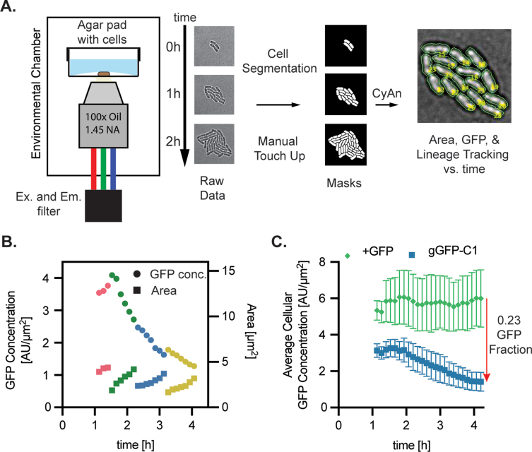 Dynamic and single cell characterization of a CRISPR-interference toolset in Pseudomonas putida KT2440 for β-ketoadipate production from p-coumarate