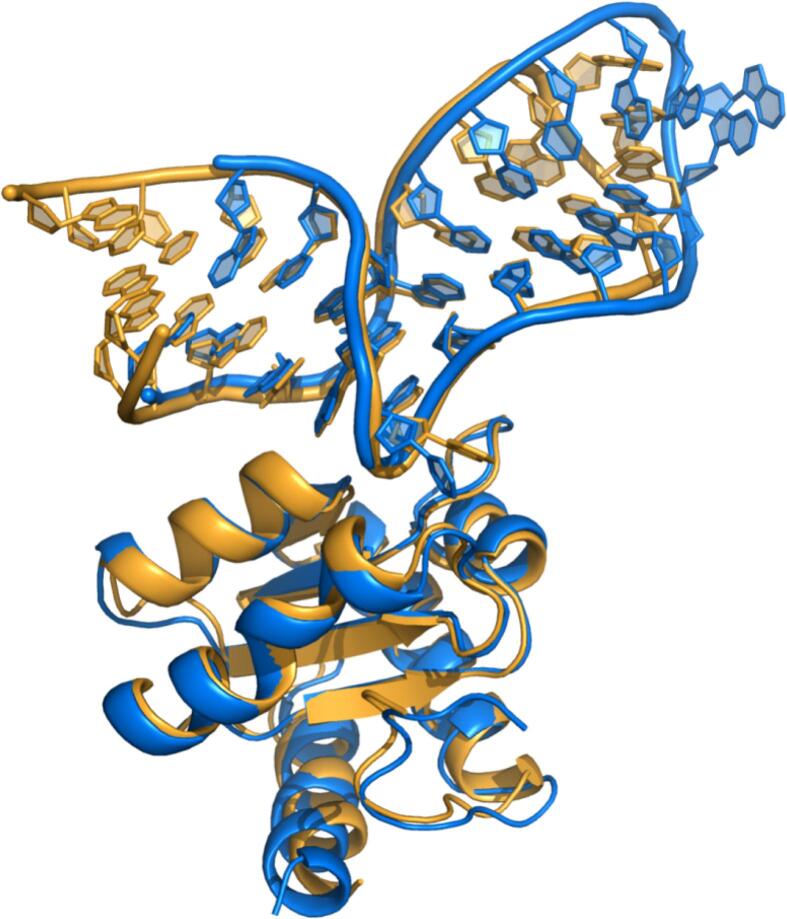 Nucleic acid–protein interfaces studied by MAS solid-state NMR spectroscopy