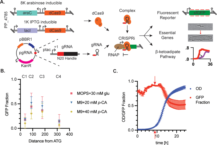 Dynamic and single cell characterization of a CRISPR-interference toolset in Pseudomonas putida KT2440 for β-ketoadipate production from p-coumarate