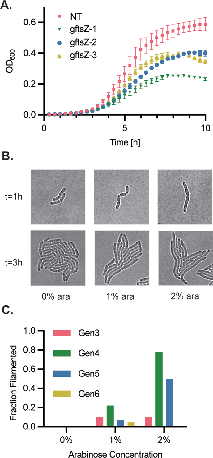 Dynamic and single cell characterization of a CRISPR-interference toolset in Pseudomonas putida KT2440 for β-ketoadipate production from p-coumarate