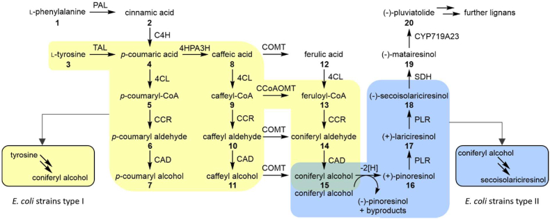 A targeted metabolomics method for extra- and intracellular metabolite quantification covering the complete monolignol and lignan synthesis pathway