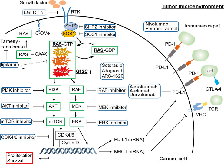 Targeting <i>KRAS</i>: Crossroads of Signaling and Immune Inhibition.