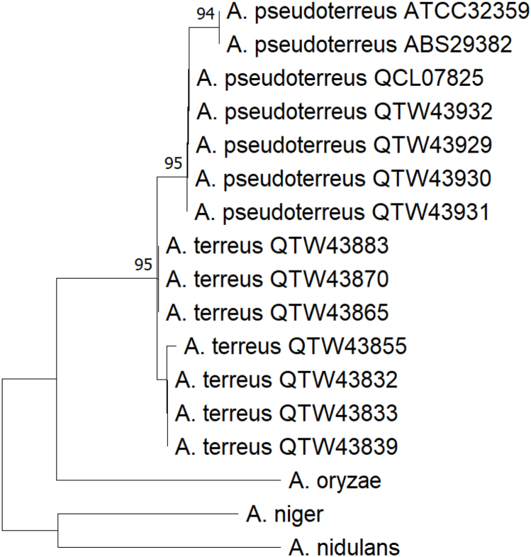 Itaconic acid production is regulated by LaeA in Aspergillus pseudoterreus