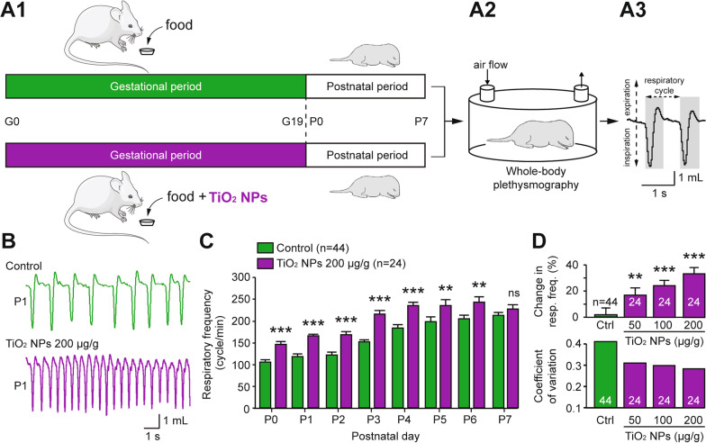 Chronic maternal exposure to titanium dioxide nanoparticles alters breathing in newborn offspring.